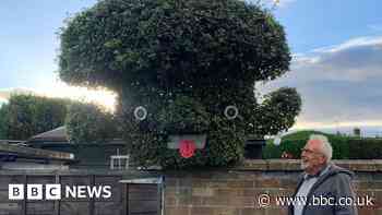 Peterborough mushroom man bush becomes local landmark