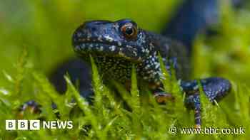 Scary newt and doggie poop among Cambridgeshire police calls