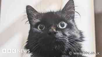 Cambridge cat missing since March found in London