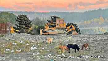 Chausseehaus Walddorf öffnet: Monika Notter setzt sich für Hunde in Serbien ein