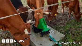 Cows to get solar powered drinking troughs