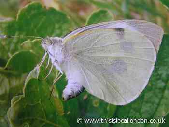Nature Notes: Butterflies take me back to school