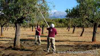 Emissionsarme Ernährung