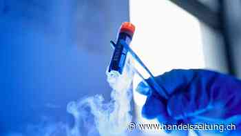 «Fisch» aus dem Labor