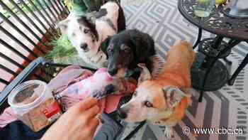 'Match made in heaven': Terminally ill Sask. woman finds family to take in 3 senior dogs once she passes