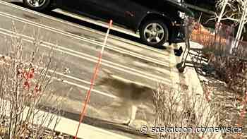 Saskatoon Costco coyotes not 'such a scary situation,' expert says