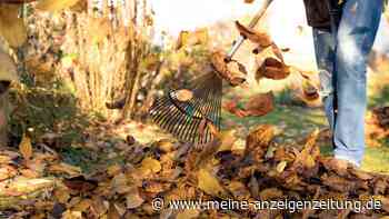 Laubsammeln: Welche Geräte eignen sich? 