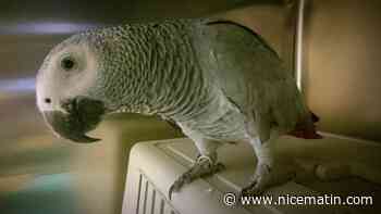 "C'est chaud, c'est chaud": un perroquet sauve ses propriétaires d'une mort certaine en les prévenant d'un incendie