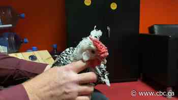 Chickens and roosters are back at the Royal Agricultural Winter Fair