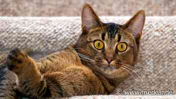 Frau singt Taylor-Swift-Song – doch die Reaktion ihrer Katze erntet den meisten Applaus