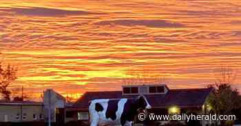 Lake County Farm Bureau set to reveal name of its 14-foot tall dairy cow