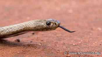Australien: Französischer Backpacker offenbar nach Schlangenbiss gestorben
