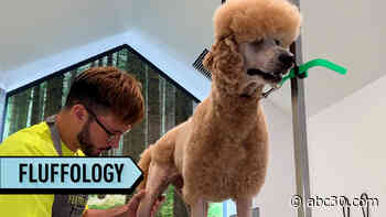 Luxury pet spa Fluffology pampers dogs with high-end grooming, wholistic care, and retail bling