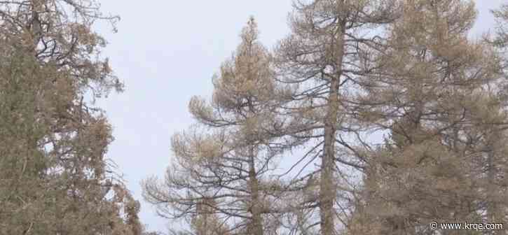 Taos County moth outbreak could last years