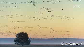 Moore, Wälder und Flüsse sollen wiederaufleben: Die EU einigt sich auf ein Gesetz zur Rettung der Natur