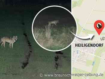 Landwirt trifft bei Heiligendorf beim Rübenroden auf Wolf