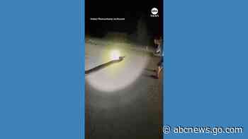 WATCH:  Massive Burmese python captured in Florida