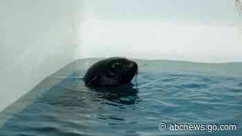 WATCH:  Rescued seal pup finds 'furever' home at aquarium in Connecticut