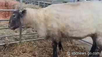 WATCH:  Britain’s ‘loneliest sheep’ settles in at new forever home