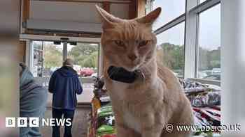 Anger in Hornsea after Lincoln the 'Tesco Cat' is banned from store