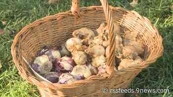 Proctor's Garden: It's time to plant bulbs