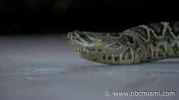 ‘I thought it was a stuffed animal': 9-year-old boy has scary encounter with rattlesnake in Florida