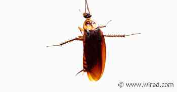Could a Cockroach Survive a Fall From Space?