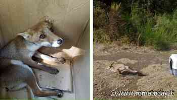 Il bacino fratturato è guarito: torna a correre la volpe investita al Vivaro