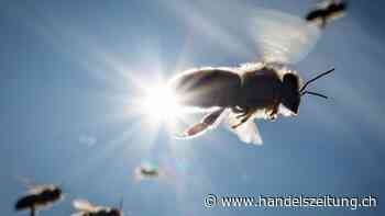 Nasser Frühling verhagelt den Imkern die Honigernte 2023