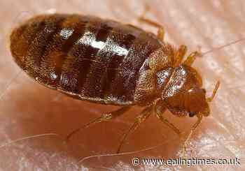 Ealing Central Library reopens after invasion of bed bugs