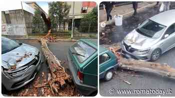 Albero si spezza nel cortile del liceo e danneggia auto in sosta