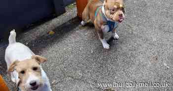 French bulldog 'punched and stamped on' in Hull say RSPCA in CCTV appeal