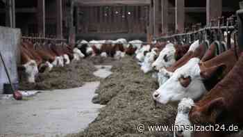 Mit dem Verbot der Anbindehaltung steht die kleinstrukturierte Landwirtschaft vor dem Aus