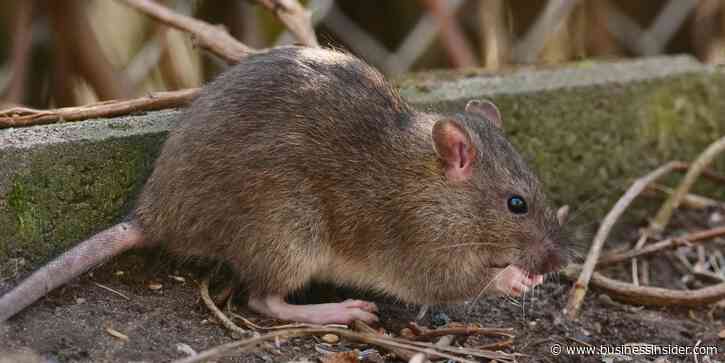 What if all the rats in NYC died tomorrow?