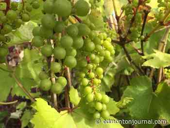 GROWING THINGS: Tucking grapevines in for winter