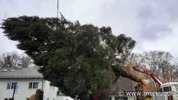 Christbaum per Schwertransport