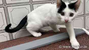 Nach mysteriösem Autobahn-Fund: Tierheim Rottach-Egern sucht Zuhause für tapferes Katzen-Trio