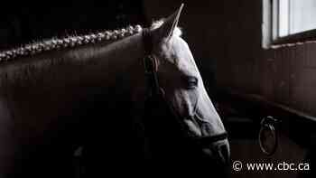 IN PHOTOS: Highlights from the 101st Royal Agricultural Winter Fair