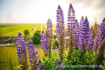 So kommt die Lupine fix und fertig auf den Teller