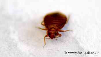 Ägypten: Britisches Paar stirbt in Hotel an Insektizid