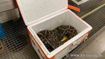 Schweiz: Polizei findet zweieinhalb Meter langen Tigerpython in Auto