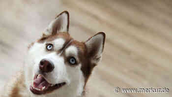 Hund als Nanny: Husky zeigt Besitzern, wann die Windel des Babys voll ist