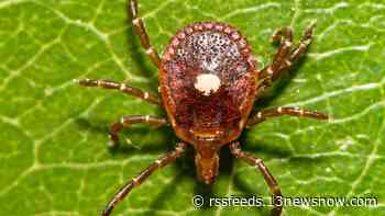 Alpha-gal syndrome, known as the red meat allergy, on the rise in Virginia