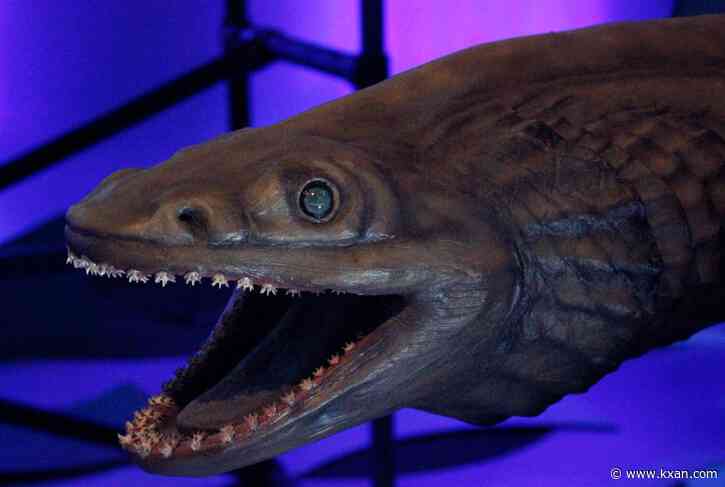 Shark exhibit swims into the Bullock History Museum