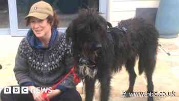 Fireworks law plea after startled dog is knocked down and killed