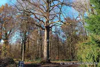 Regionaal Landschap Schelde-Durme is op zoek naar houtig erfgoed