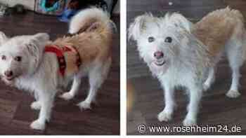 Angsthündin Cathy aus Irschenberg vermisst - Bitte um Hilfe und Hinweise