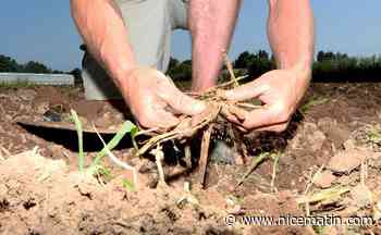 Conflits de voisinage: ce que contient la proposition de loi visant à protéger les agriculteurs