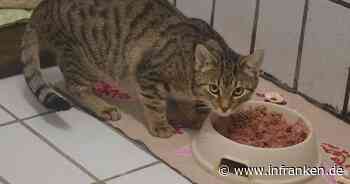 Tierheim Kronach schickt Katzen-SOS: "Sehr schweres Jahr"