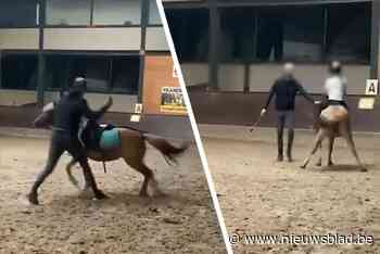 Lesgever die pony mishandelde in manege in Peer bedreigd, parket opent onderzoek